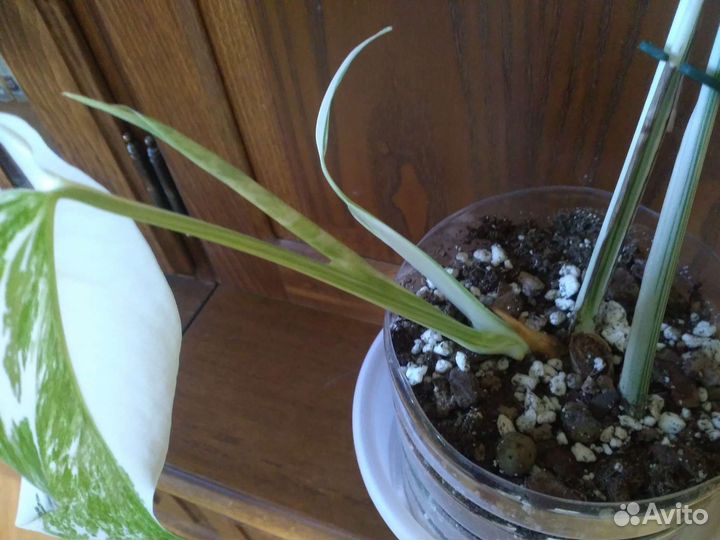 Монстеры Луна, Альба