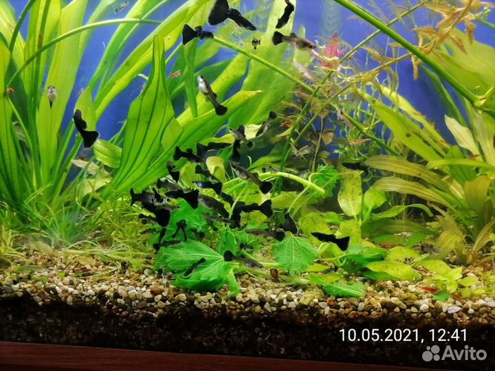 Гуппи, креветки, корм