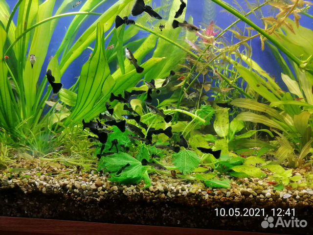 Гуппи, креветки, корм