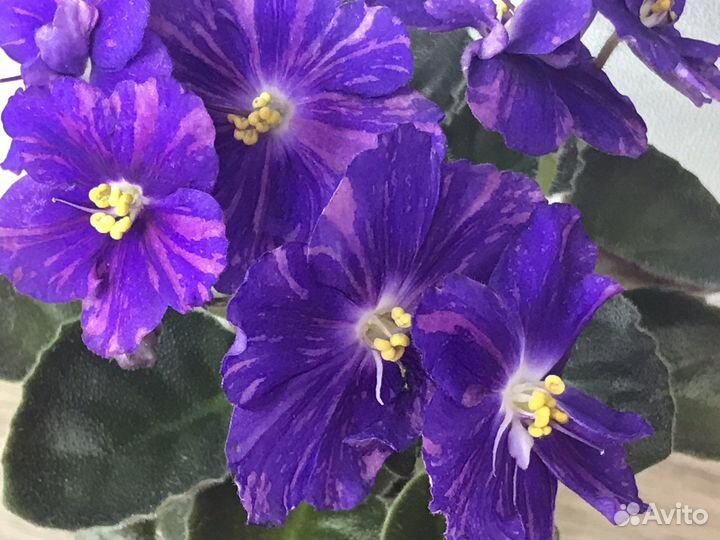 Цветущие фиалки продажа