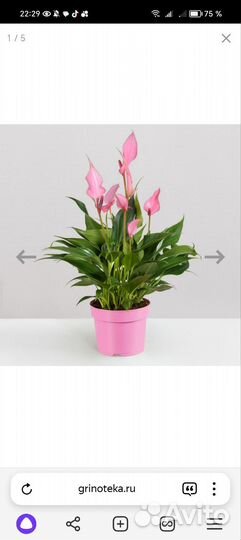 Антуриум Лилу