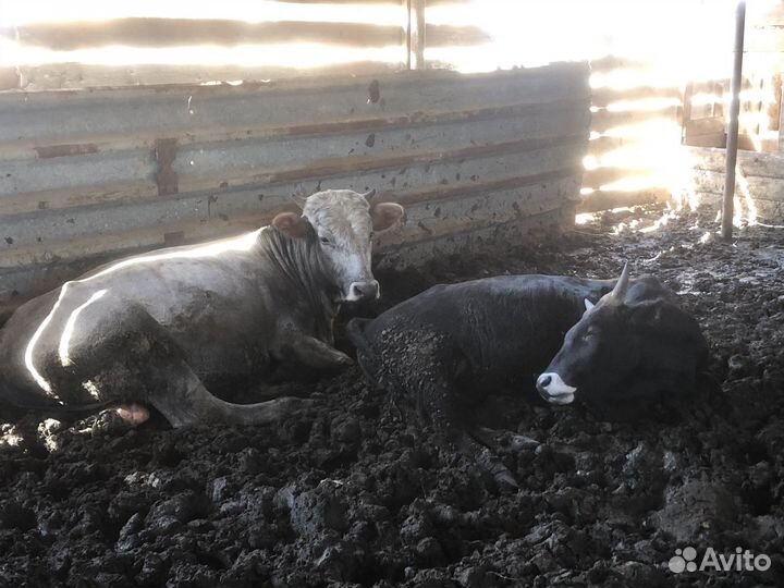 Крс бычки телки