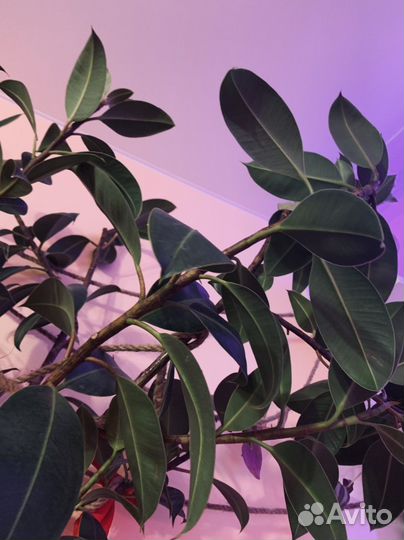 Фикус Робуста