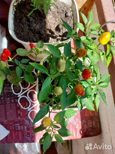 Перец комнатный острый