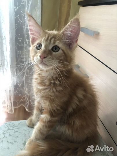 Котята майкун