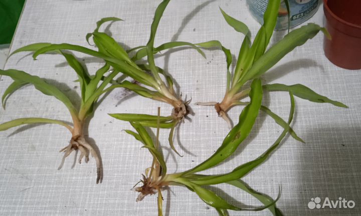 Хлорофитум