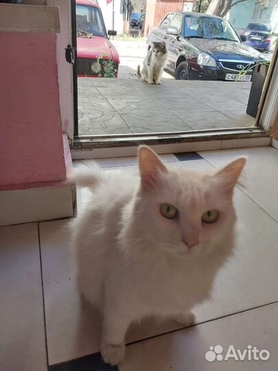 Турецкая ангора