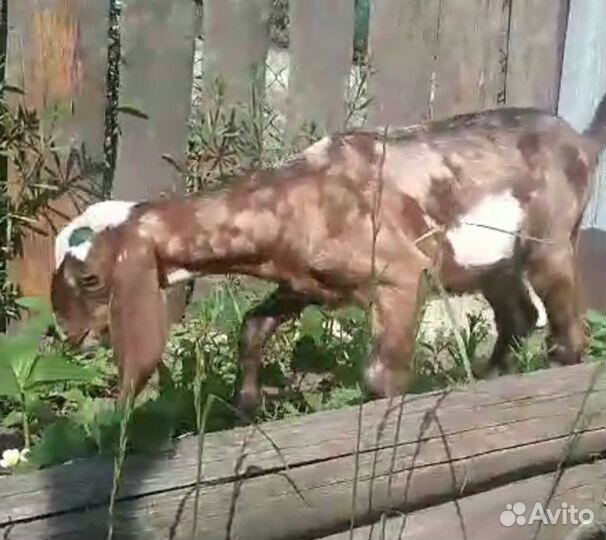 Англо нубийские козлик