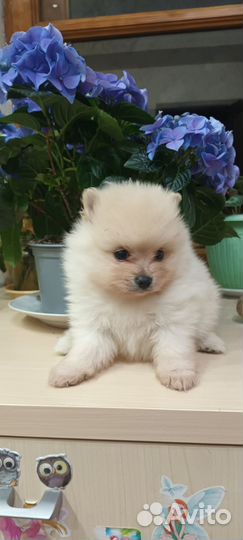 Радость для всей семьи