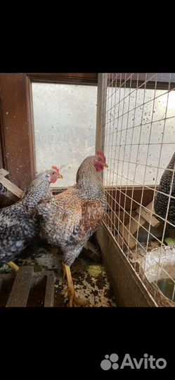 Яйцо куриное