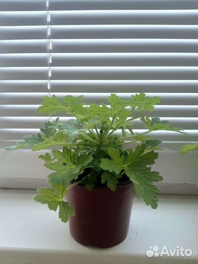 Пеларгония герань душистая