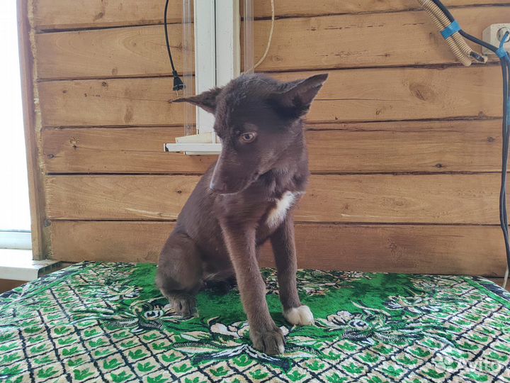 Щенок в добрые руки