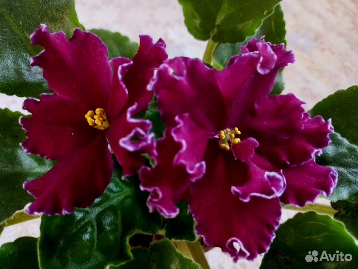 Сортовые фиалки