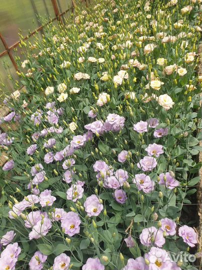 Живые цветы букеты