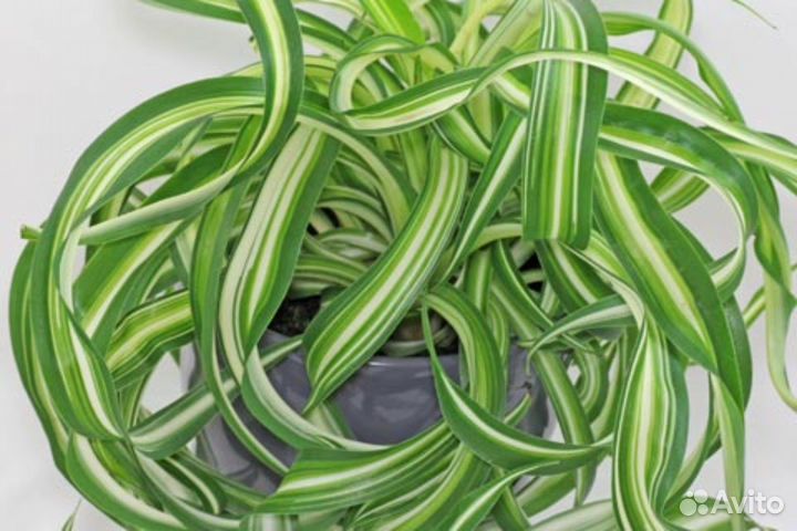 Хлорофитум кучерявый