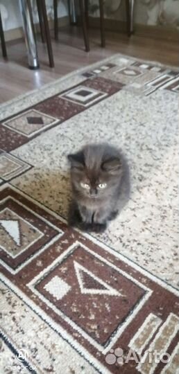 Кошка в дар бесплатно