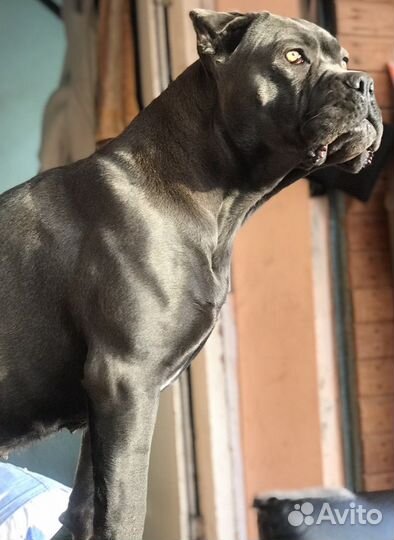 Щенки Кане Корсо