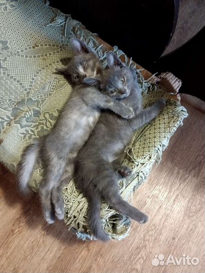 Котята с доставкой