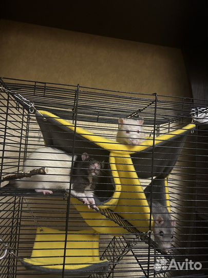 Клетка для грызунов с поилкой, мисками и лотком