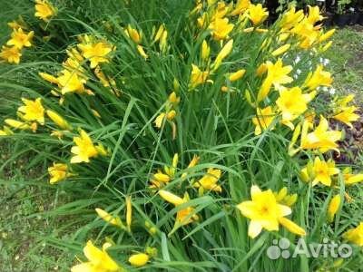 Лилейники жёлтые