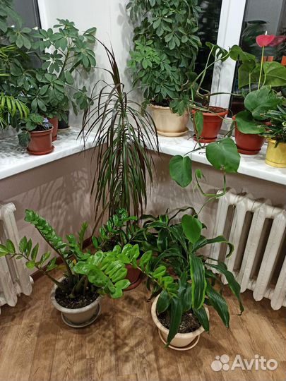 Комнатные растения цветы