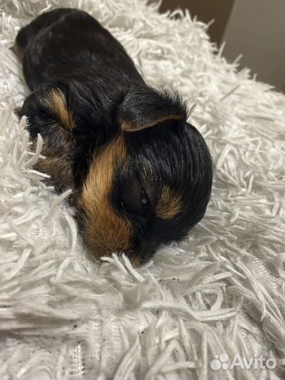 Йоркширский терьер