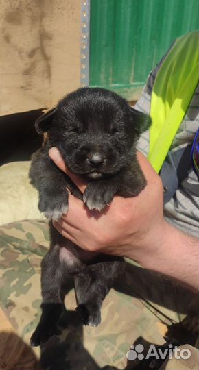 Щенок в добрые руки