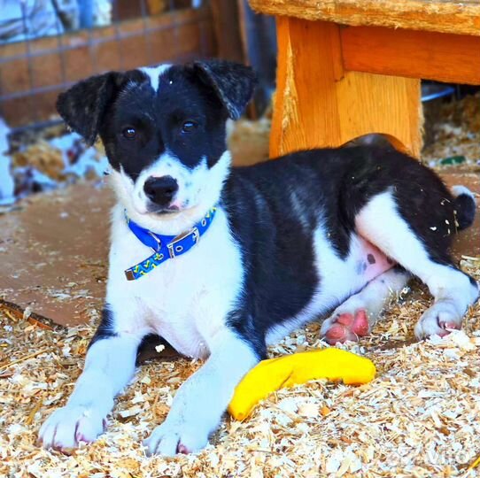 Два брата акробата