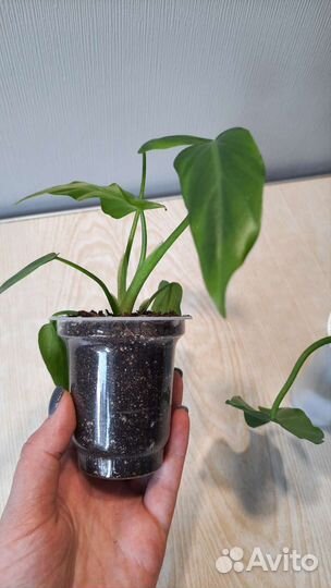 Филодендрон радиатум