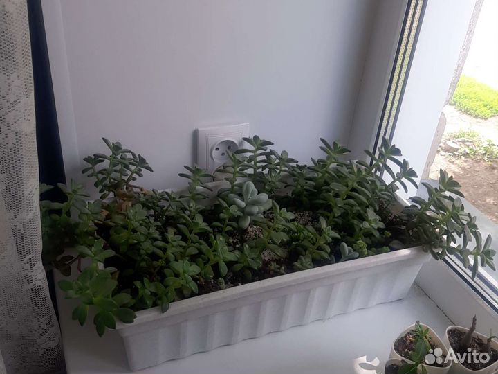 Очитки, пахифитумы и др