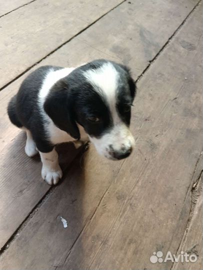 Русский спаниель