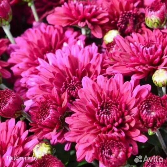 Хризантема корейская