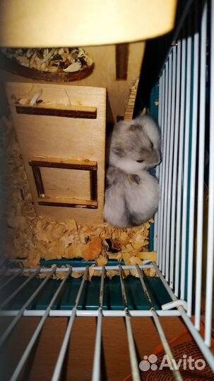 Малыши джунгарики