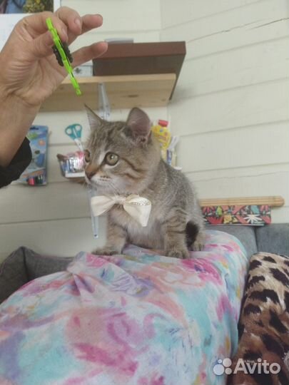 Котенок мальчик 3 мес