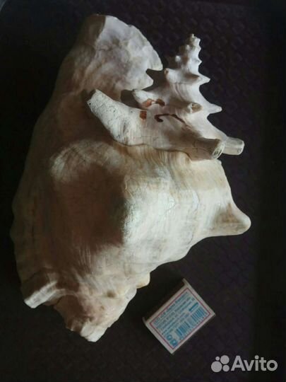 Улитки и ракушки, гребешки, рапаны