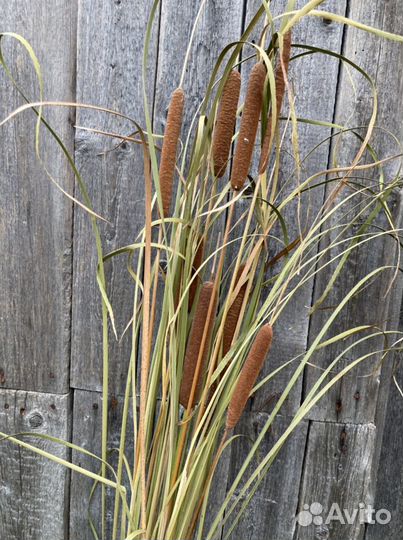 Рогоз и другие сухоцветы