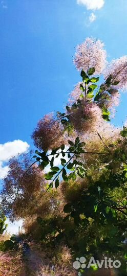 Кампсис, Скумпия, Катальпа, Магония