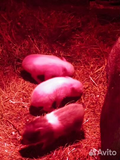 Вьетнамские вислобрюхие поросята