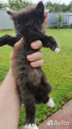 Котенок в добрые руки
