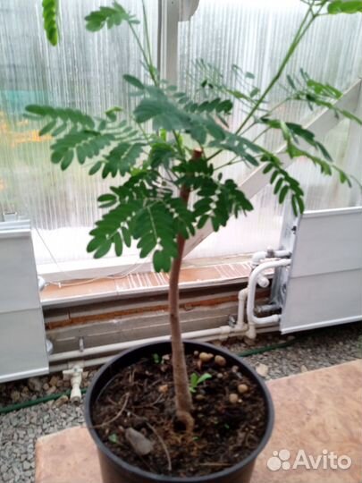 Пальмы каллистемон каллиандра питахайя