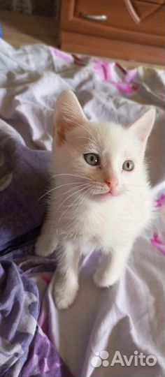 Отдам котят