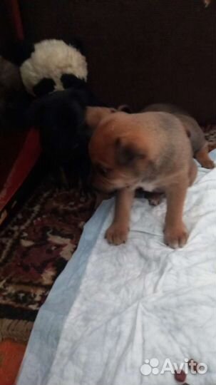 Щенки русской той терьера