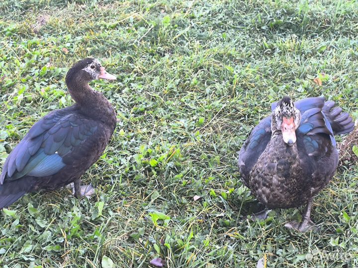 Мускусные утки