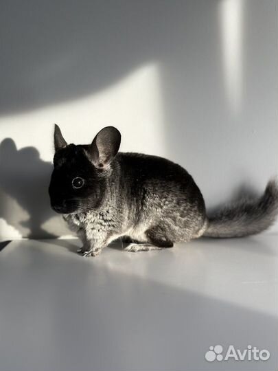 Витрина с шиншиллой