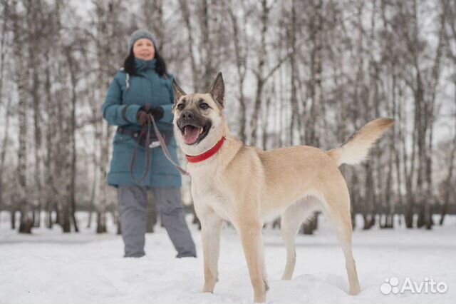Ирис грустит в приюте