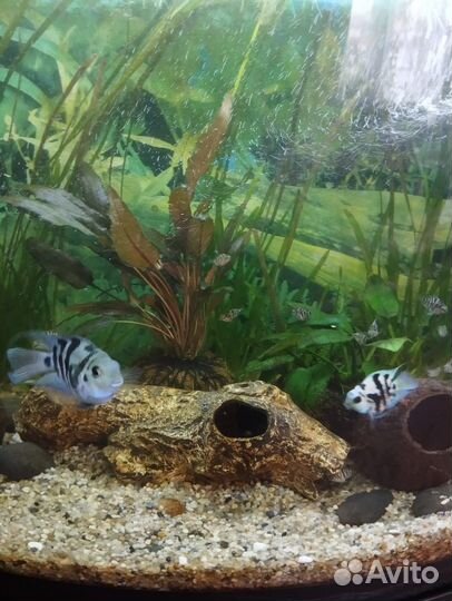 Аквариумные рыбки