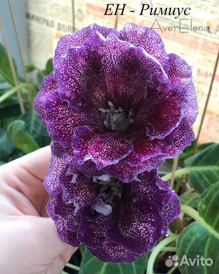 Продаю глоксинии