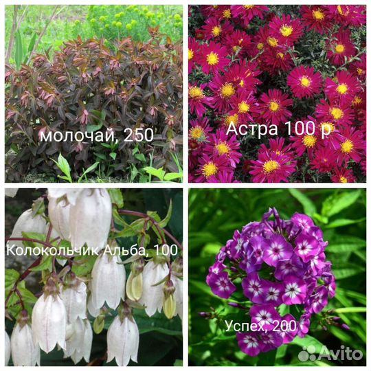 Садовые многолетники