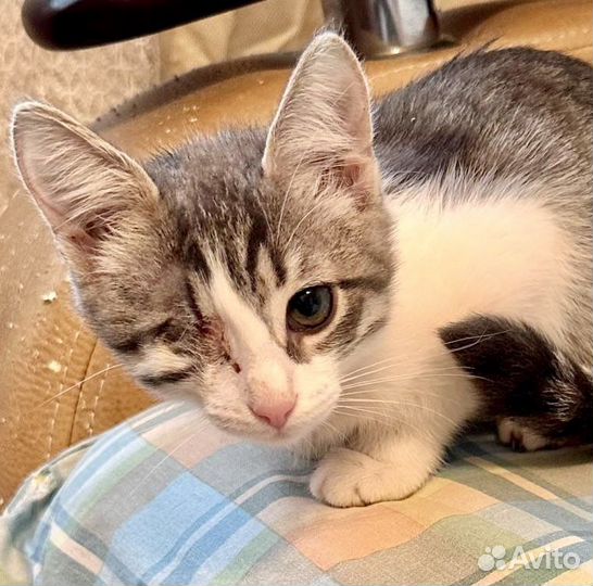 Особенная котомалышка ищет маму