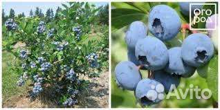 Голубика саженцы